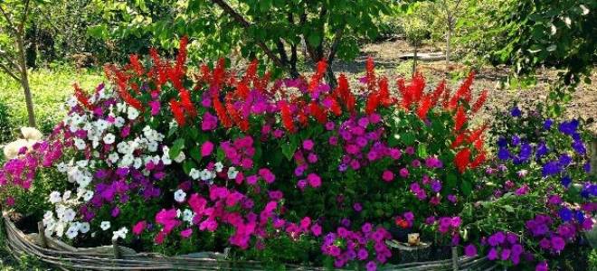 Петуния посадка и уход + фото