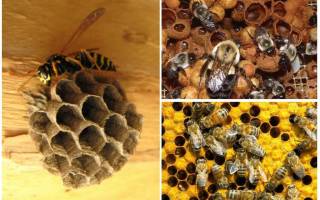 Шмель и пчела отличия