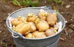 Чем обработать картофель перед посадкой от проволочника