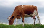 Бестужевская порода коров характеристика отзывы