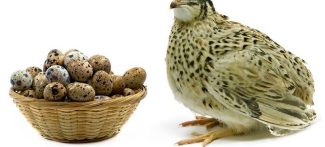 Лучшие яичные и мясные породы перепелов фото + описание