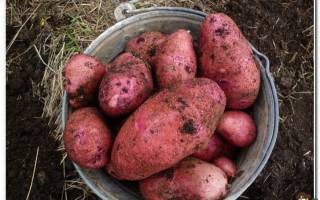 Подготовка картофеля к хранению