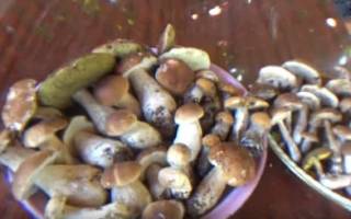 Как вырастить белые грибы на садовом участке
