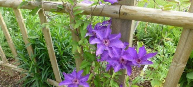 Клематис президент описание фото отзывы