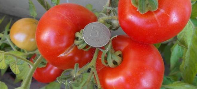 Томат красная гвардия отзывы фото