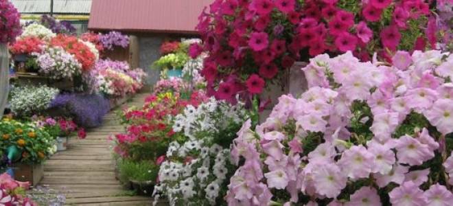 Чем подкармливать петунию для обильного цветения