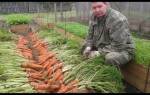 Подкормка моркови и свеклы в открытом грунте
