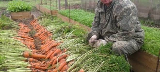 Подкормка моркови и свеклы в открытом грунте