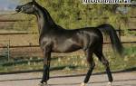 Арабская чистокровная лошадь фото характеристика