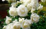 Роза плетистая белая сорта описание + фото