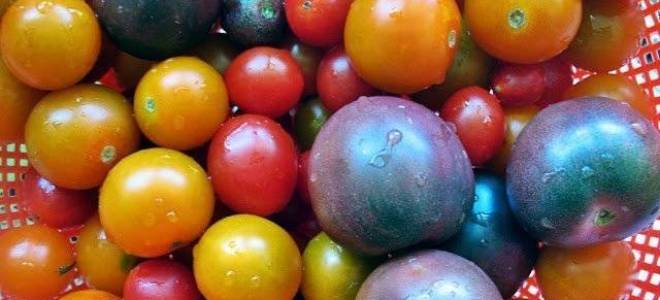 Томат индиго роуз отзывы описание фото