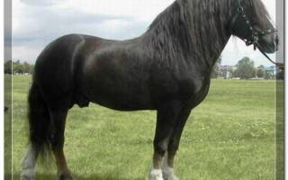 Порода лошадей русский тяжеловоз описание фото отзывы