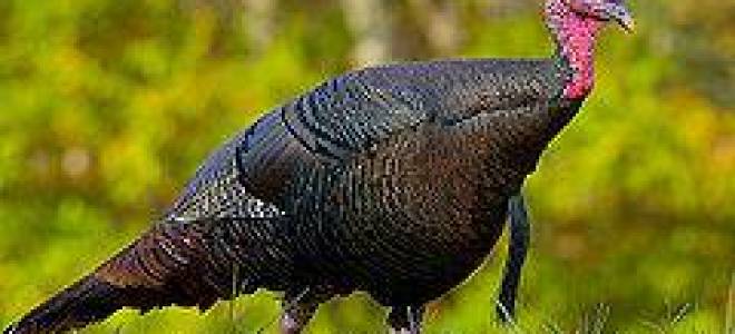 Бройлерные индюки описание лучших пород + фото