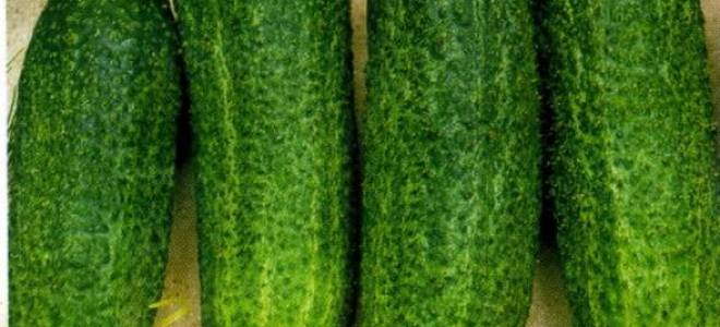 Огурец либелла f1 описание фото отзывы