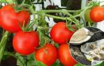 Подкормка помидор дрожжами в открытом грунте