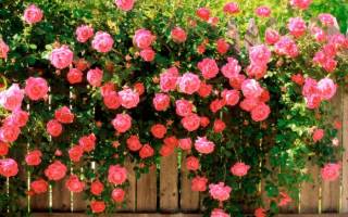 Розы садовые уход и выращивание