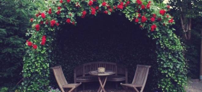 Почему не цветет плетистая роза причины