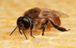 Пчела трутовка как исправить матку и семью