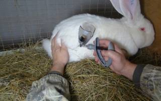 Геморрагическая болезнь кроликов фото симптомы лечение