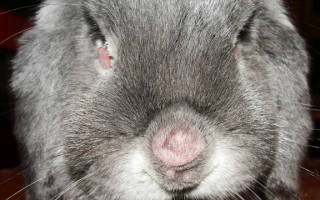 Болезнь кроликов миксоматоз