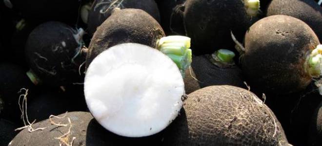 Как хранить редьку в погребе в домашних условиях в подвале