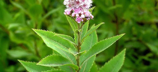 Спирея билларда посадка и уход фото в ландшафтном дизайне