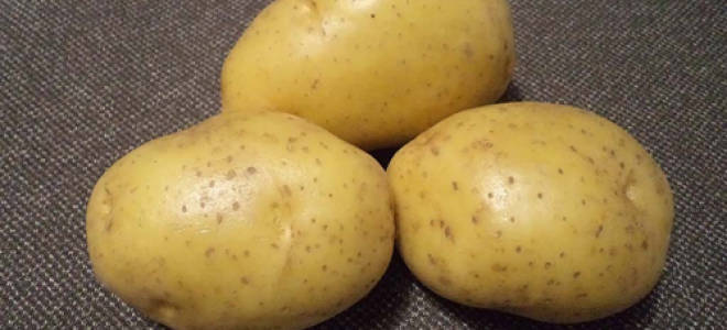 Картофель джувел описание сорта фото отзывы