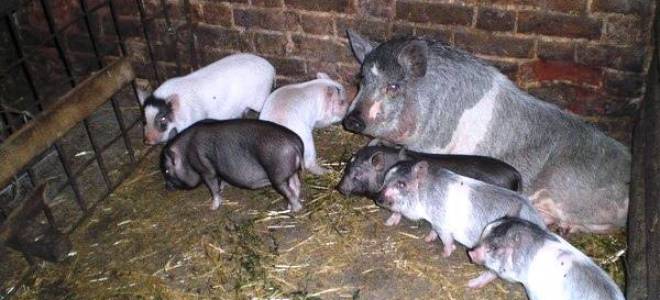 Сарай для свиней своими руками + фото