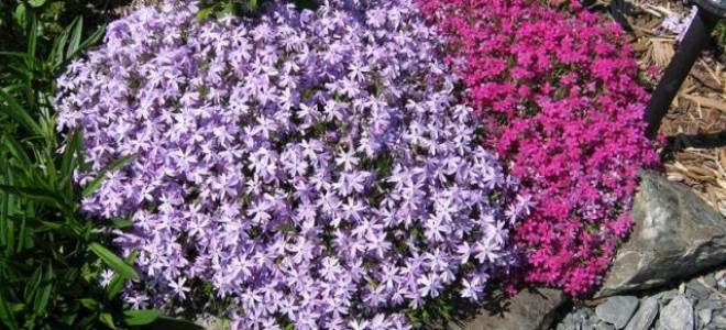 Низкорослые многолетники цветущие все лето + фото с названиями