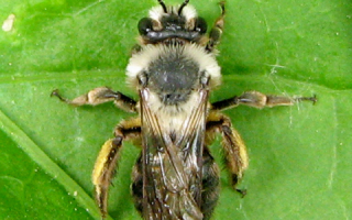Дикие пчелы описание виды как приручить