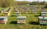 Промышленное пчеловодство технология оборудование