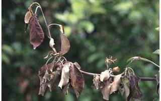 По одной сохнут ветки у груши листья причины что делать как спасти
