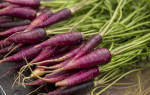 Фиолетовая морковь описание сорта с фото отзывы