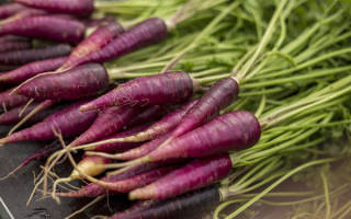 Фиолетовая морковь описание сорта с фото отзывы