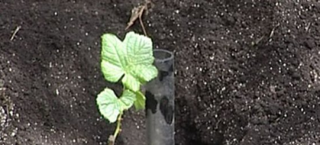 Как правильно посадить виноград осенью