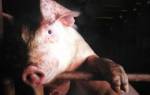 Рожа свиней симптомы и лечение + фото