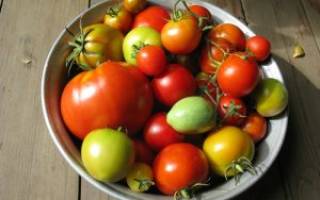 Как дозреть зеленые помидоры в домашних условиях