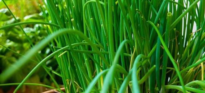 Посадка лука в опилки