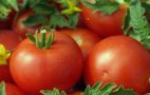 Сорта помидоров для салатов с описанием и фото
