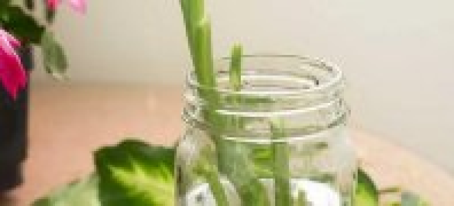 Размножение малины