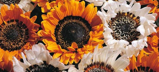 Выращивание венидиума из семян когда сажать на рассаду