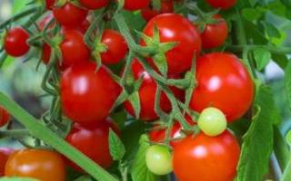 Детерминантные ранние сорта томатов