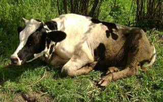 Ацидоз у коров симптомы и лечение причины диагностика