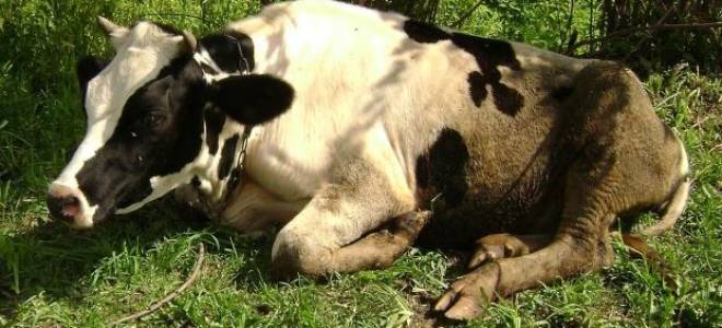 Ацидоз у коров симптомы и лечение причины диагностика