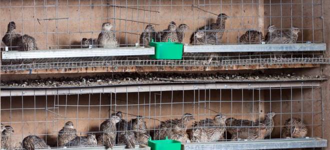 Разведение перепелов как бизнес выгодно или нет