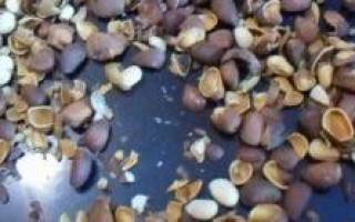Скорлупа кедрового ореха использование в народной медицине садоводстве