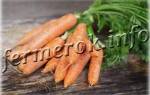 Морковь император описание фото отзывы