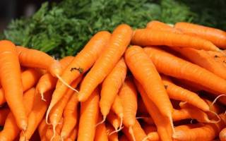 Сорта моркови устойчивые к морковной мухе и болезням