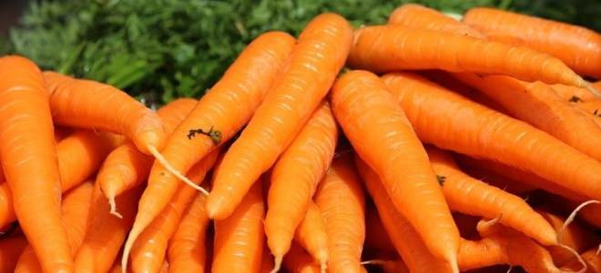 Сорта моркови устойчивые к морковной мухе и болезням