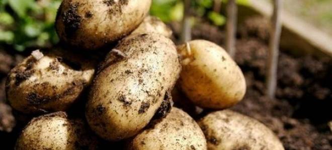 Когда можно копать молодую картошку после цветения